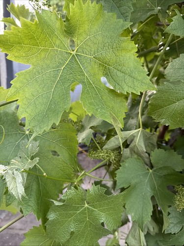 Organic grape vine - organic, leaves