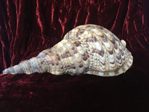 Charonia tritonis giant - charonia, 11”