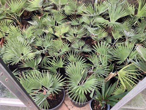 Trachycarpus princeps palm - trachycarpus,