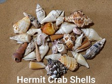 Hermit crab shells homes - crab,