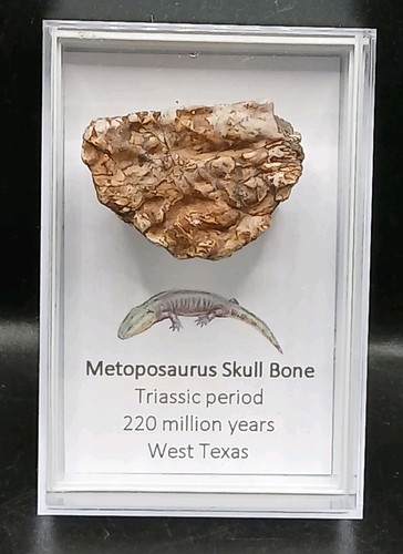 Fossil metoposarus skull bone - metoposarus,