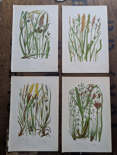 Antique botanical bookplate - botanical,