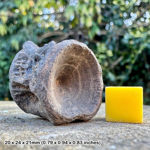 Large bony fish vertebra