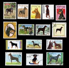 DOBERMANN PINSCHER DOBERMAN