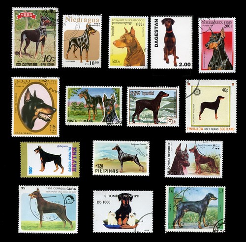 Dobermann pinscher doberman - dobermann,