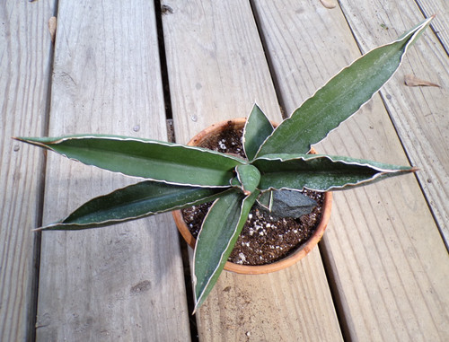 Sansevieria ehrenbergii