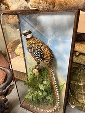 Taxidermy cased cock - taxidermy,