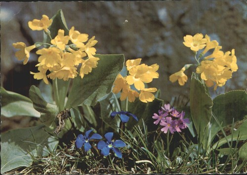 Vintage felsenaurikel primula - felsenaurikel,