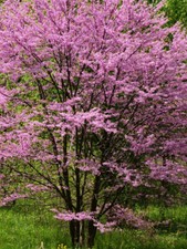 5ft inc. pot Eastern Redbud, Cercis can. Hearts of Gold 25litre