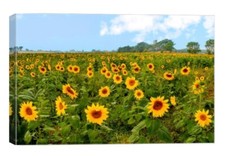 Beautiful Sunflowers picture