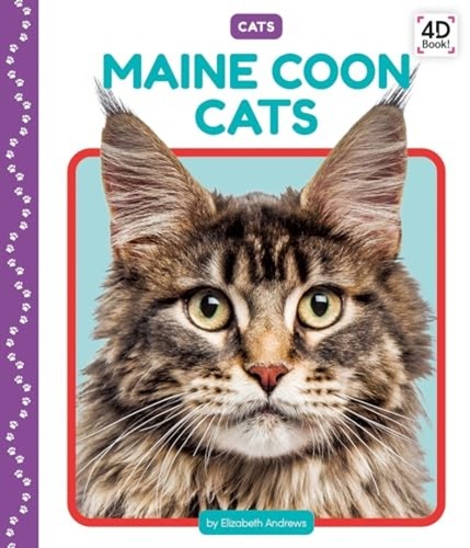 Maine coon cats - maine, (cats