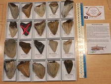 AMAZING VALUE.... 100% GENUINE MEGALODON SHARKS TOOTH FOSSIL IN DISPLAY BOX!