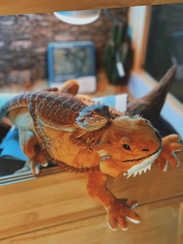 42cm real life - life, lizard