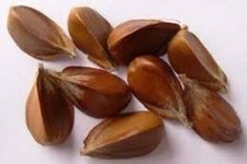 10 X COMMON BEECH SEEDS. FAGUS SYLVATICA.