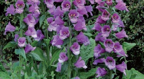 Flower foxglove digitalis - flower,