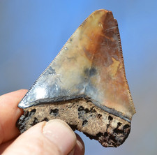 WOW, ....Genuine MEGALODON