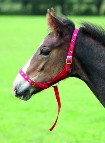 Shires nylon foal slip - shires,