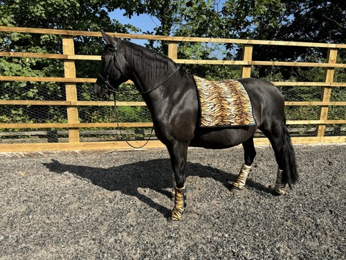 Tiger print saddle - pad,, numnah