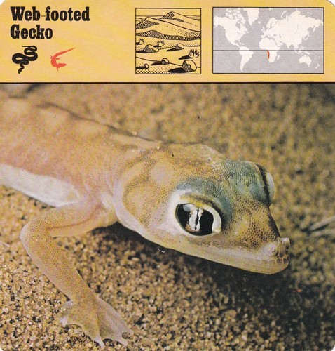 Web footed gecko well - web-footed,