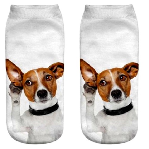 Jack russell cute dog trainer - jack,