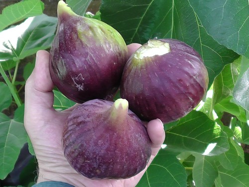 Fig tree from - fig, truly