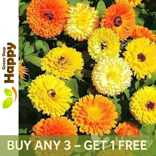 Pot marigold dwarf gitana - marigold,