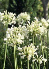 Agapanthus Pavlova 2 Litre pot