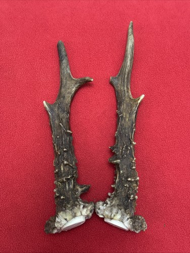 Pair roe deer - antlers,