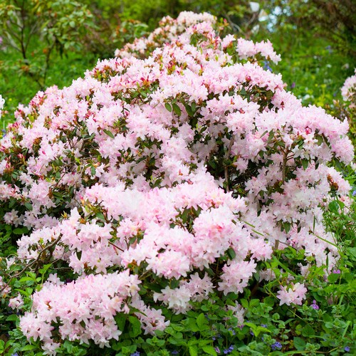 Rhododendron ginny gee shrubs - ginny,