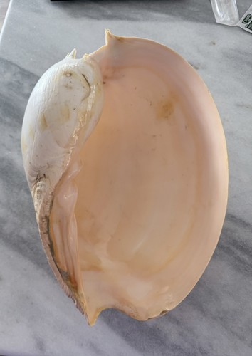 Huge melo amphora giant - 14”,