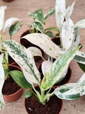 Highly variegated rhapidophora - highly,