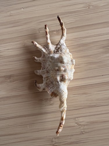 Spider conch - spider,