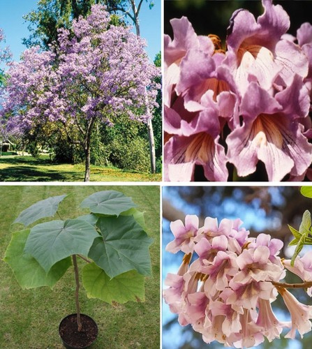 Pink empress tree paulownia - empress,