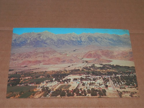 Lone pine 1960 s - pine,
