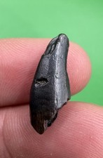 Rare baby fossil t - rare, 0.79”