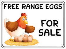 1097 FREE RANGE EGGS FOR SALE
