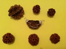 Rare Rudraksha 1,2,3,4,5,6,7 Mukhi Facet Nepalese Yoga Hindu Prayer Meditation