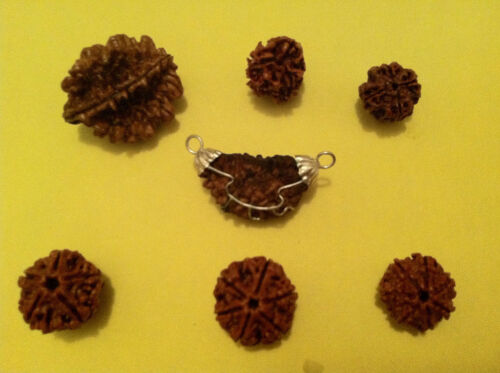 Rare rudraksha 5 6 - rudraksha, 1,2,3,4,5,6,7