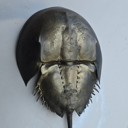 Horseshoe crab shell - horseshoe, shell/carapace