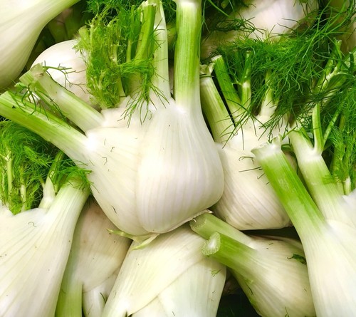 Fennel florence foeniculum - florence,