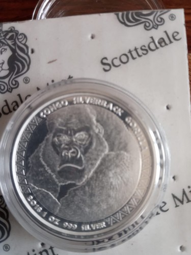 Scottsdale congo silverback