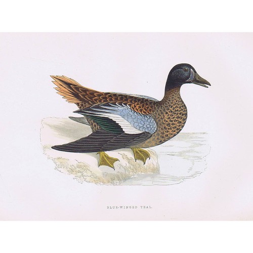 Birds blue winged teal hand - birds,