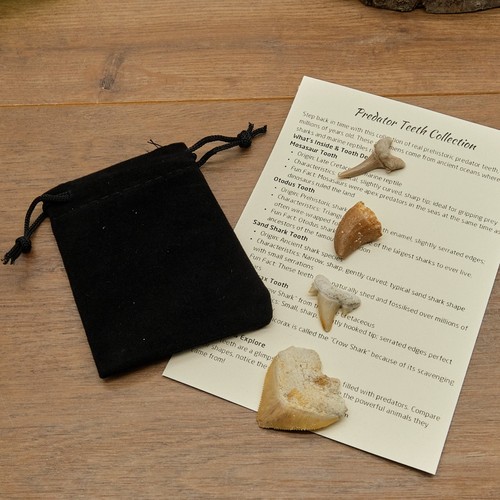 Shark reptile fossil teeth - shark,