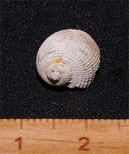 Very rare eocene gastropod - very,