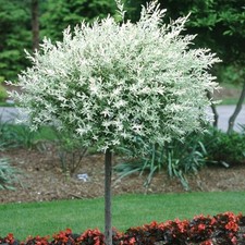 2x Salix Flamingo Nishiki