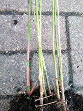 Asian Wonder SMALL CLUMP 3-6 STEMS Pink bamboo stems live plant