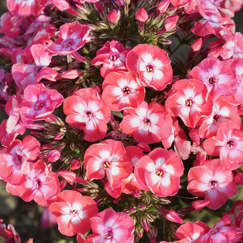 Phlox famous coral perennial - phlox,