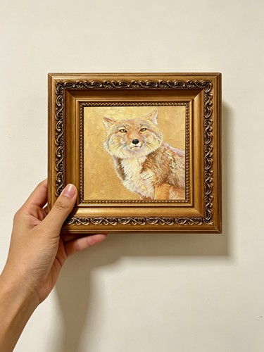 Wild coyoteg wildlife animal - wildlife,