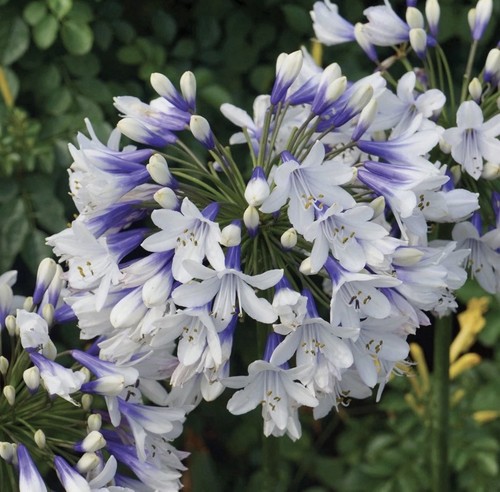 Agapanthus twister litre - twister,