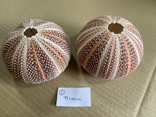 Large scottish sea urchins - 2,